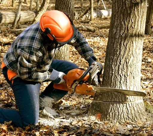 Tree Removal in Gerlaw, IL